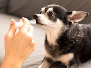 Is Kaolin Safe for Dogs: A Comprehensive Guide