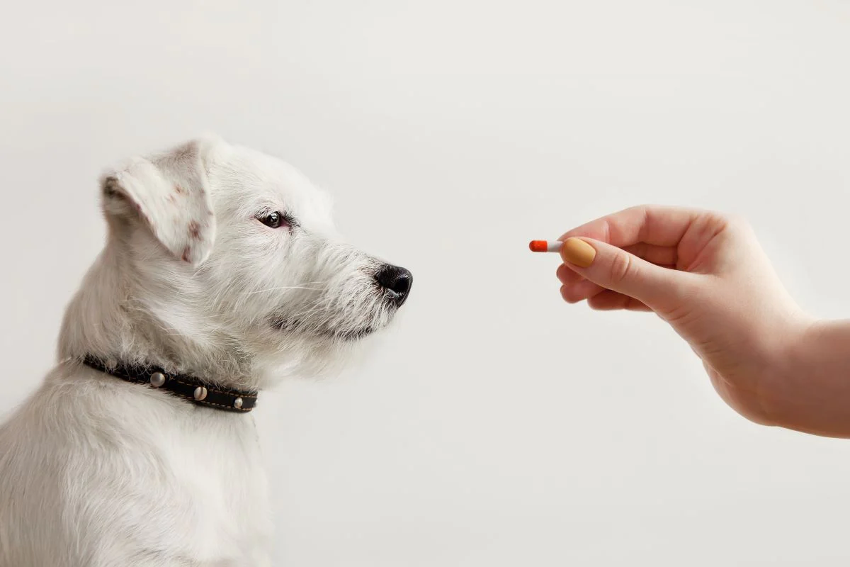 what does kaolin-pectin do for dogs
