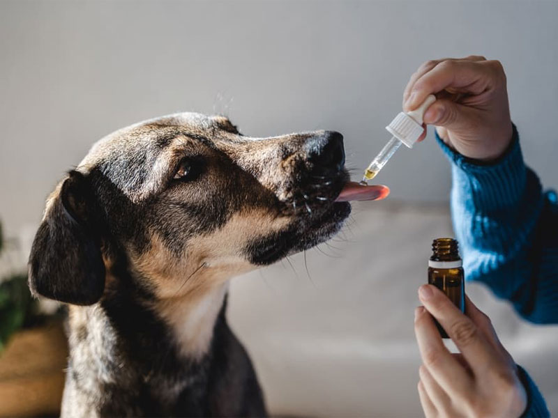 Unlocking the Benefits: What Does Kaolin-Pectin Do for Dogs?
